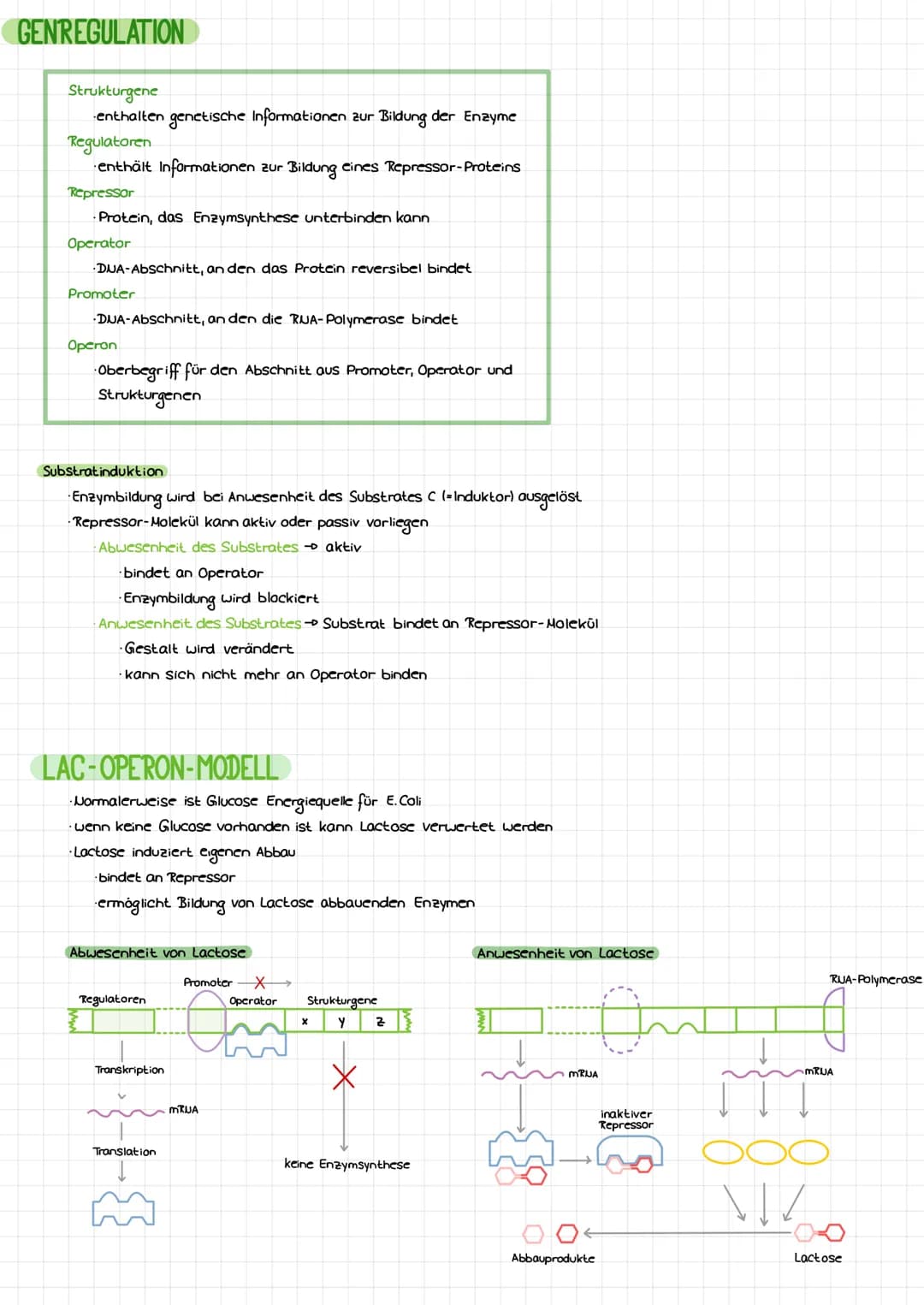 DIE DNA
Bose
LCB
Initiation
Base
Desaxyribase
Phosphat
Termination
BIO-KLAUSUR
S'
P
P
P
P
3
cylosin
Thymin
Adenin
Guanin
-Genetik-
komplemen