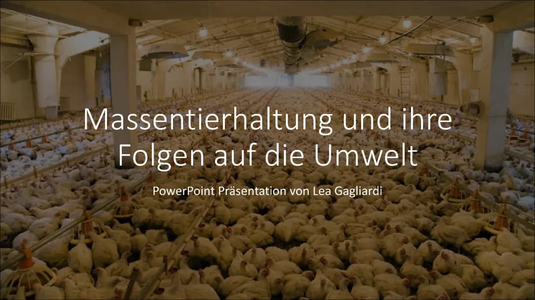 Massentierhaltung - Präsentation 