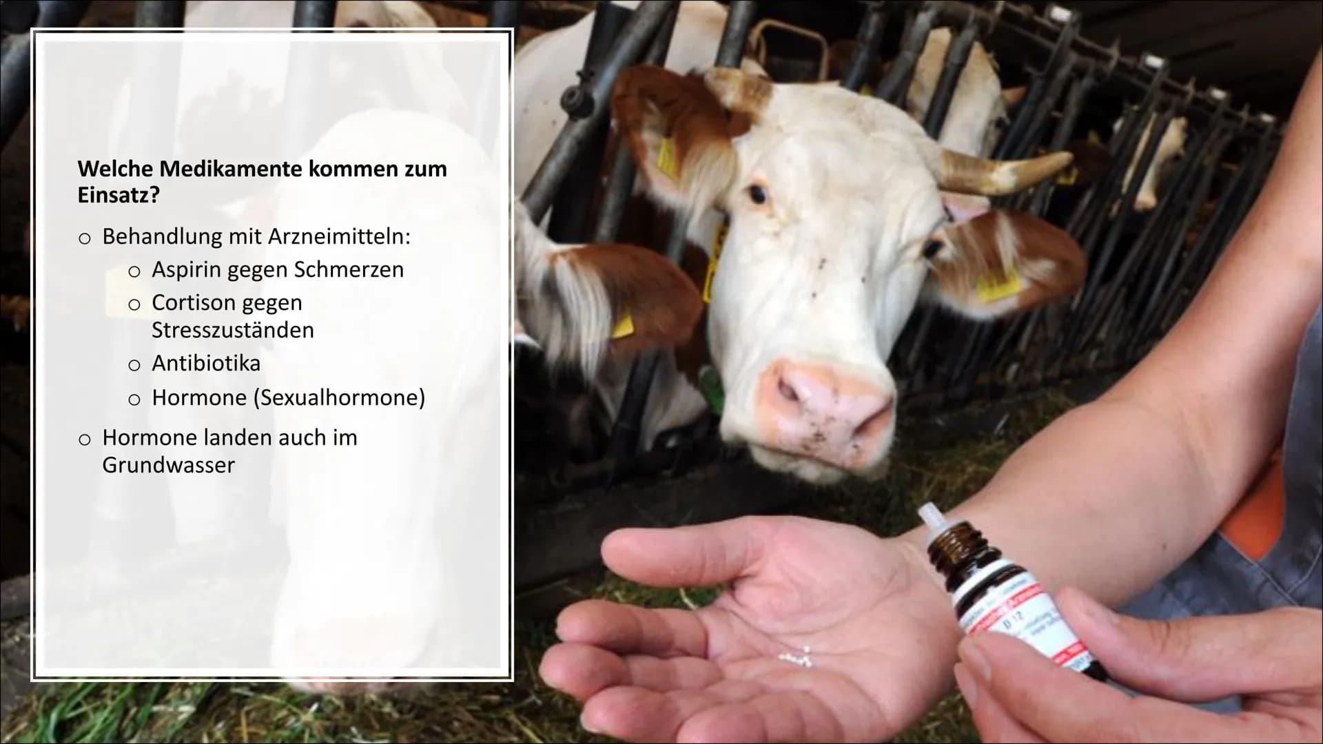 T
Massentierhaltung und ihre
Folgen auf die Umwelt
PowerPoint Präsentation von Lea Gagliardi Gliederung
1. Was ist Massentierhaltung
2.
3.
1