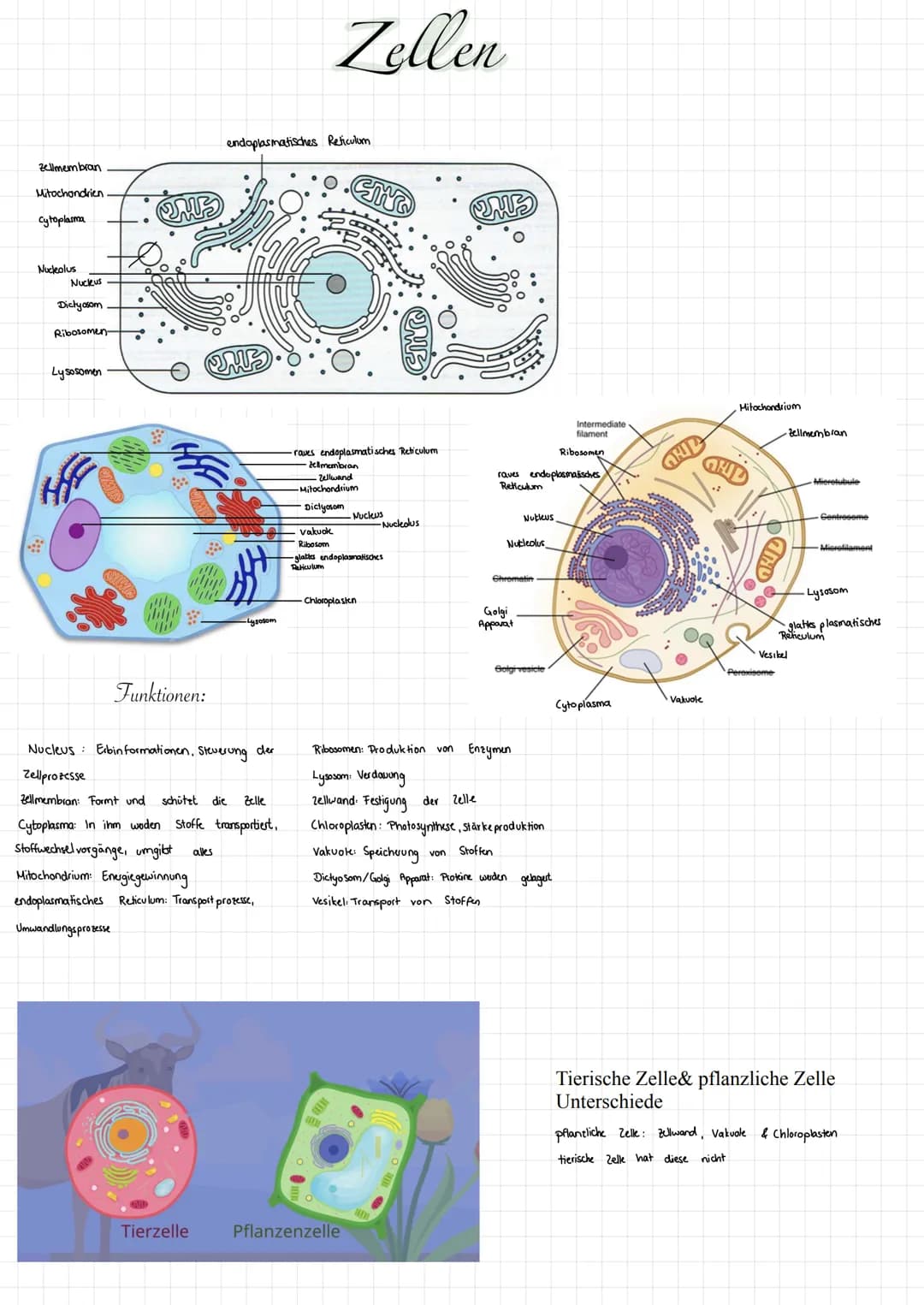 Zellmembran
Mitochondrien
cytoplasma
Nucleolus
Nucleus
Dictyosom.
Ribosomen-
Lysosomen
SHWE
UMP
Funktionen:
endoplasmatisches Reticulum
Nucl