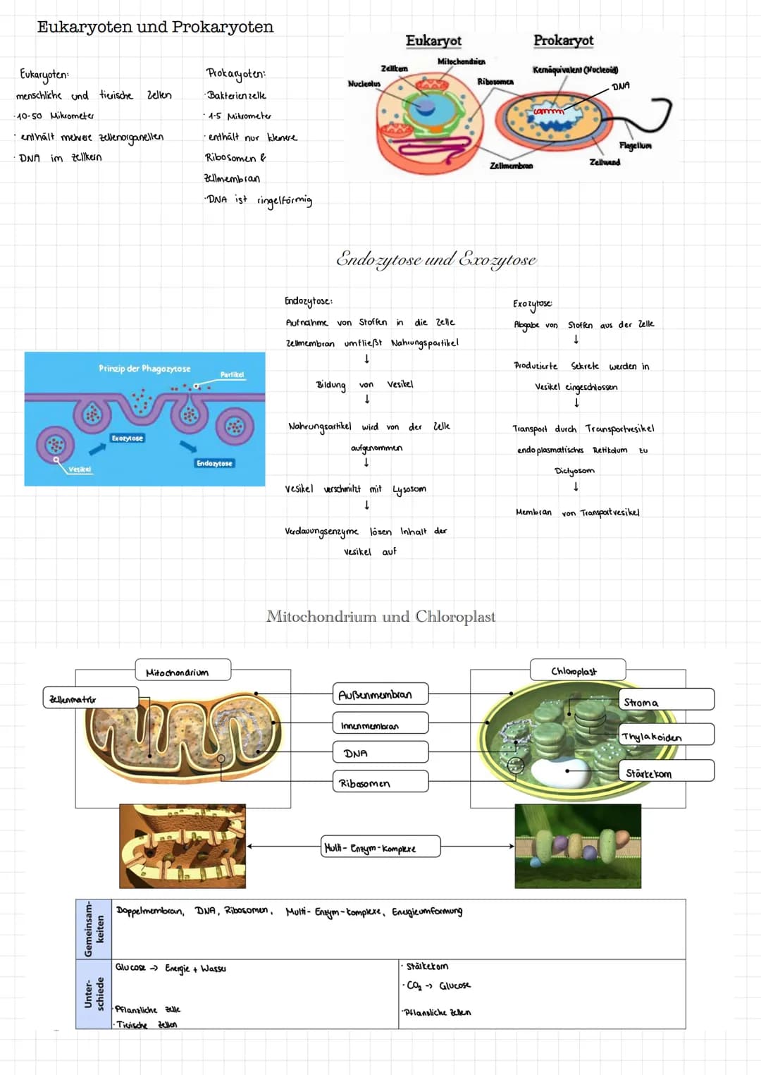 Zellmembran
Mitochondrien
cytoplasma
Nucleolus
Nucleus
Dictyosom.
Ribosomen-
Lysosomen
SHWE
UMP
Funktionen:
endoplasmatisches Reticulum
Nucl