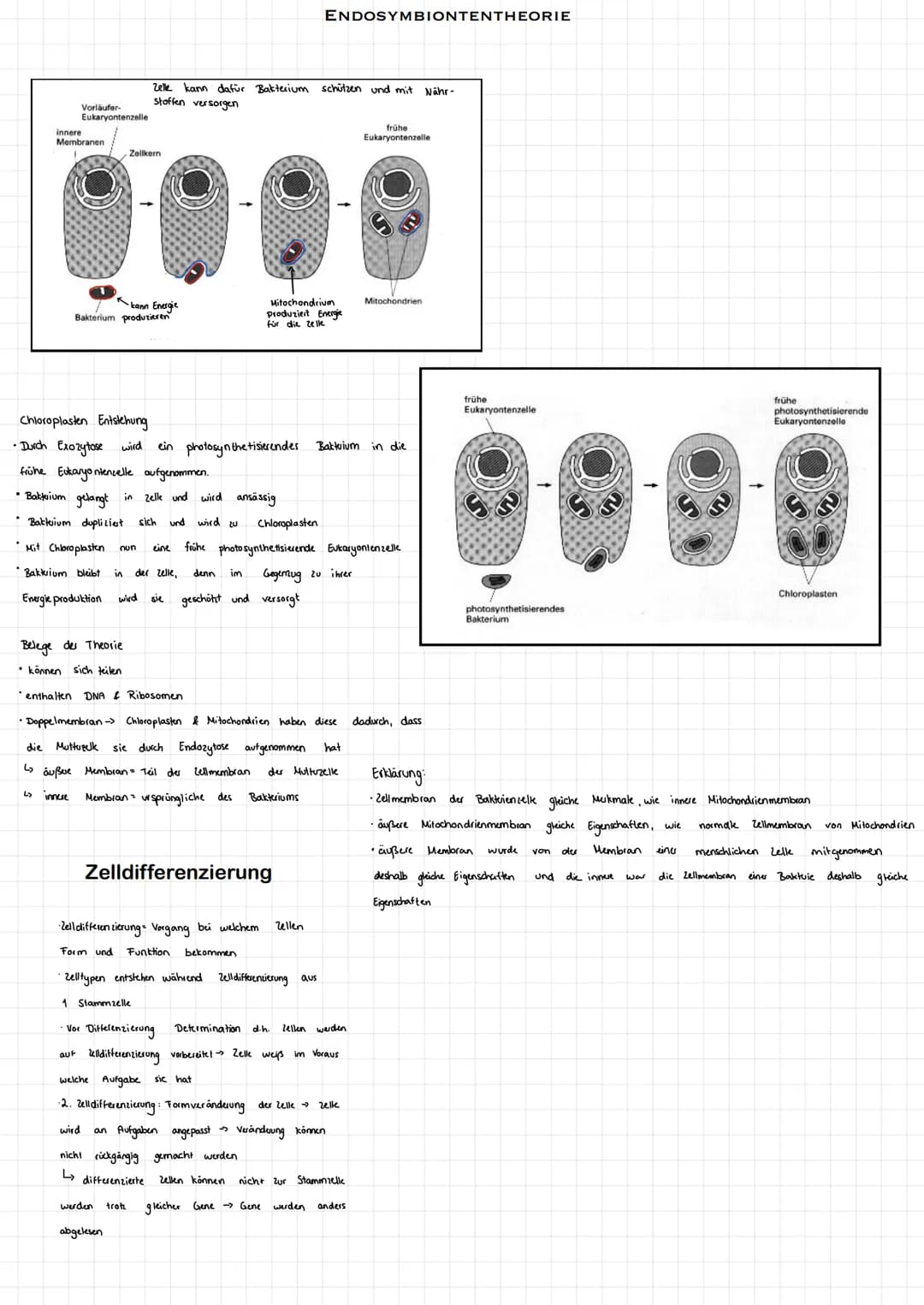 Zellmembran
Mitochondrien
cytoplasma
Nucleolus
Nucleus
Dictyosom.
Ribosomen-
Lysosomen
SHWE
UMP
Funktionen:
endoplasmatisches Reticulum
Nucl