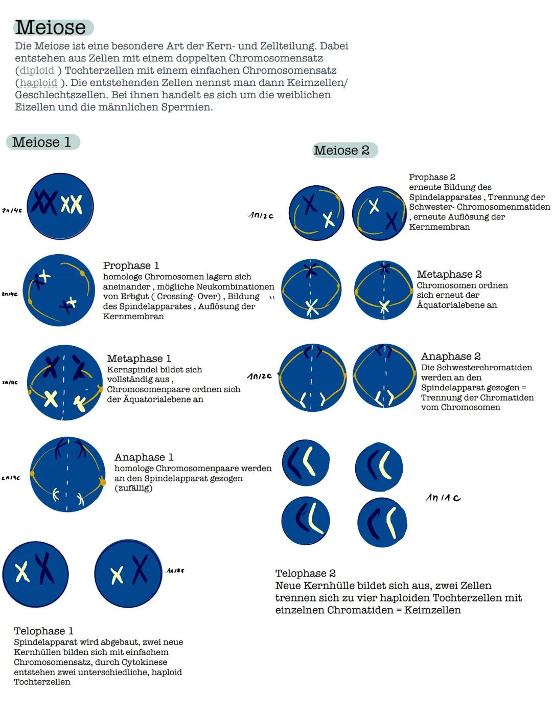 Meiose
Die Meiose ist eine besondere Art der Kern- und Zellteilung. Dabei
entstehen aus Zellen mit einem doppelten Chromosomensatz
(diploid)