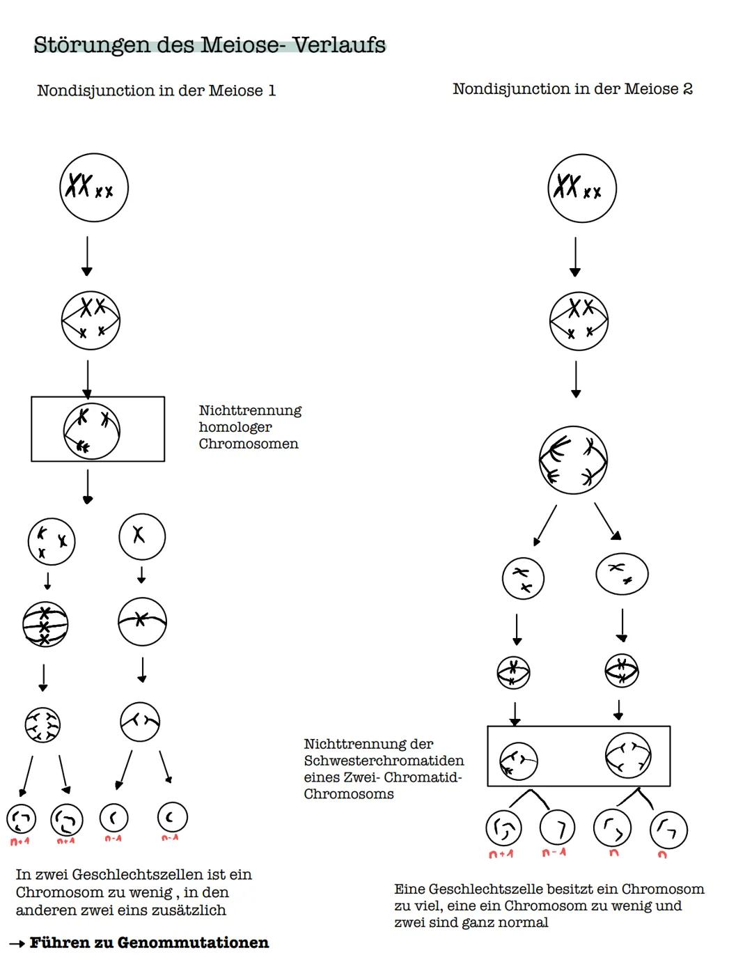 Meiose
Die Meiose ist eine besondere Art der Kern- und Zellteilung. Dabei
entstehen aus Zellen mit einem doppelten Chromosomensatz
(diploid)