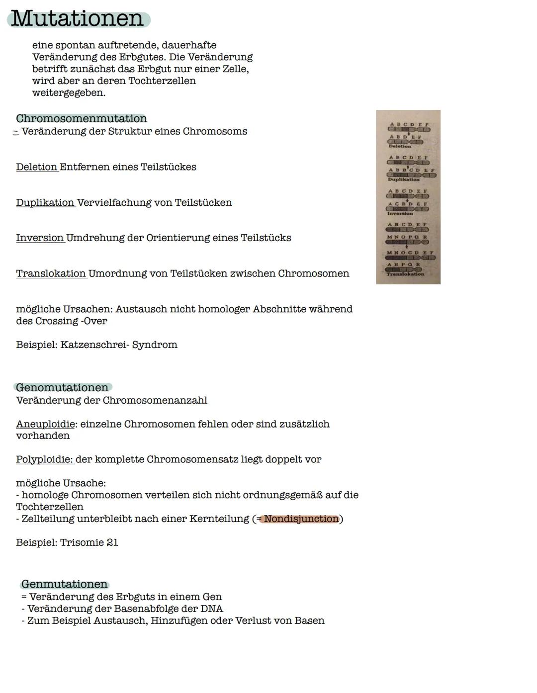 Meiose
Die Meiose ist eine besondere Art der Kern- und Zellteilung. Dabei
entstehen aus Zellen mit einem doppelten Chromosomensatz
(diploid)