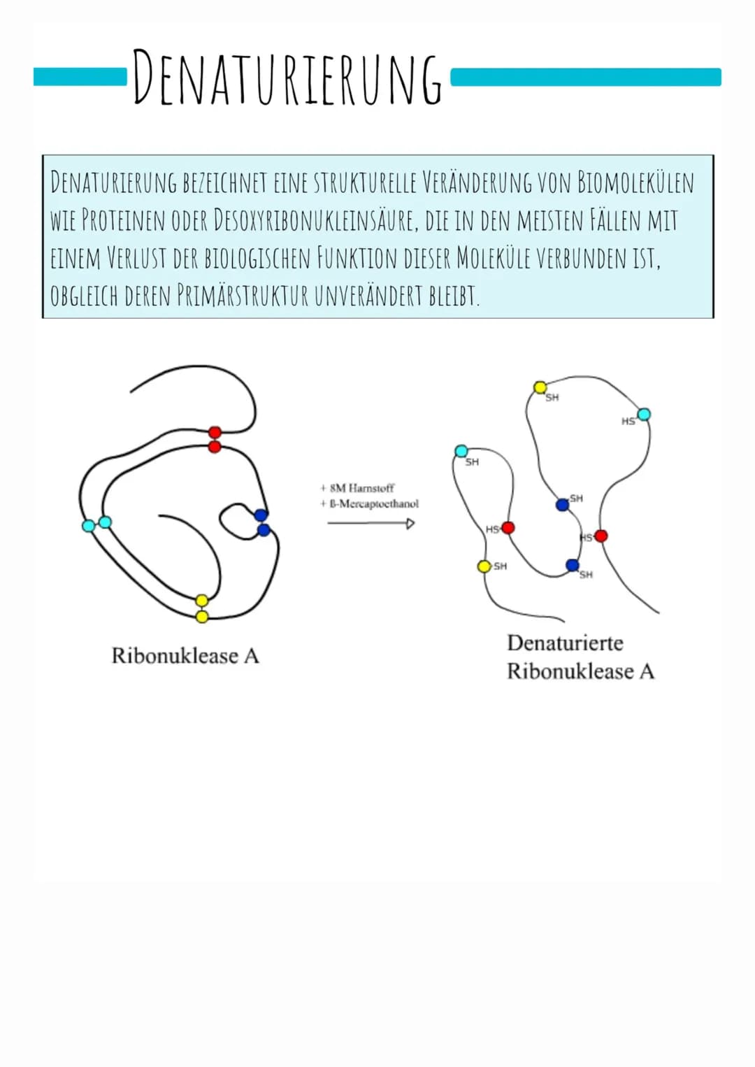 •DENATURIERUNG
DENATURIERUNG BEZEICHNET EINE STRUKTURELLE VERÄNDERUNG VON BIOMOLEKÜLEN
WIE PROTEINEN ODER DESOXYRIBONUKLEINSÄURE, DIE IN DEN