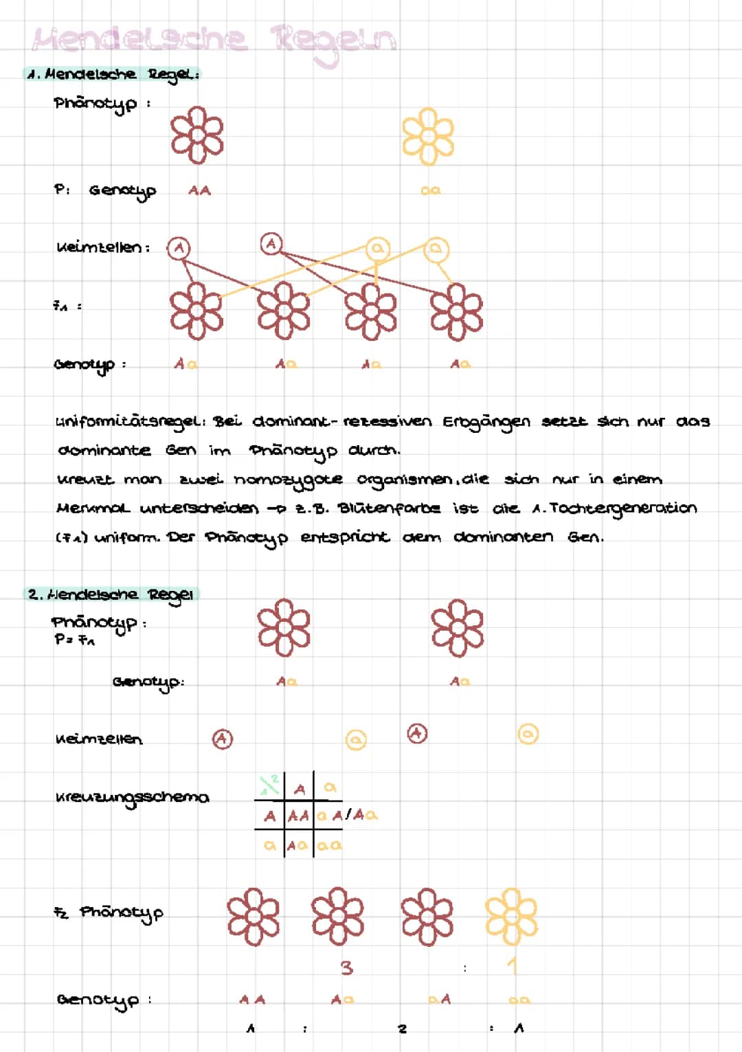 Mendel‘sche Regeln, Intermediärer Erbgang, Rückkreuzung