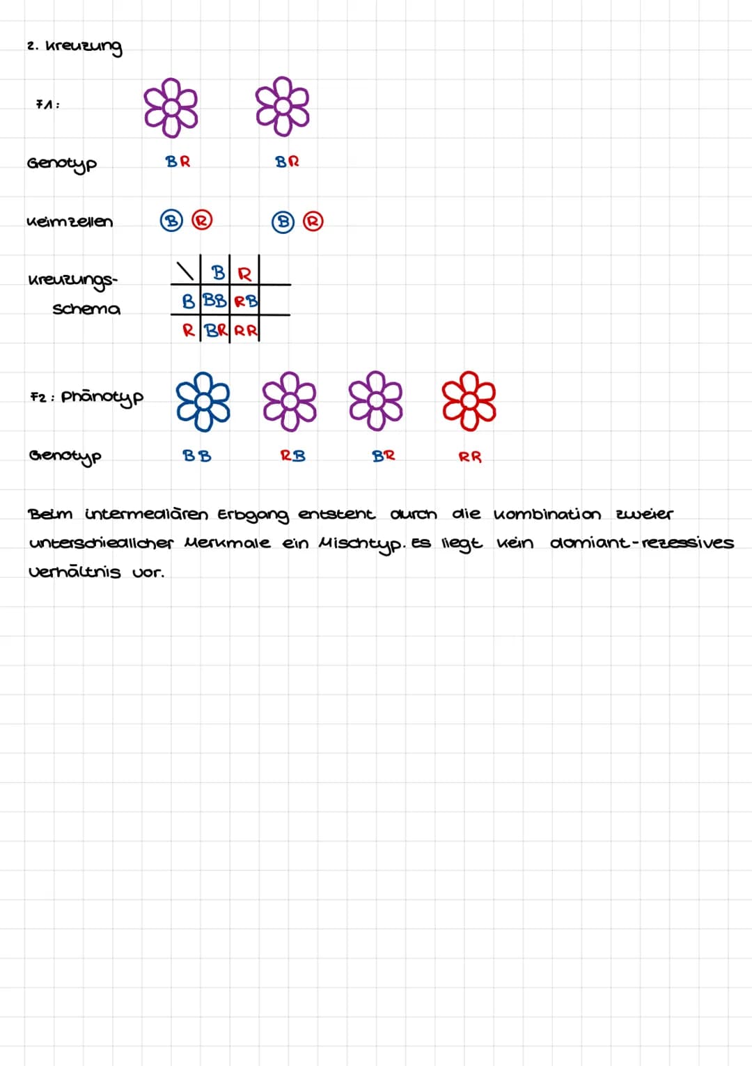 Mendelsche Regeln
1. Mendelsche Regel:
Phänotyp:
P: Genotyp
Keimzellen:
FA :
Genotyp:
AA
Aa
2. Hendelsche Regel
Phānotyp:
P= FA
Genotyp:
Kei