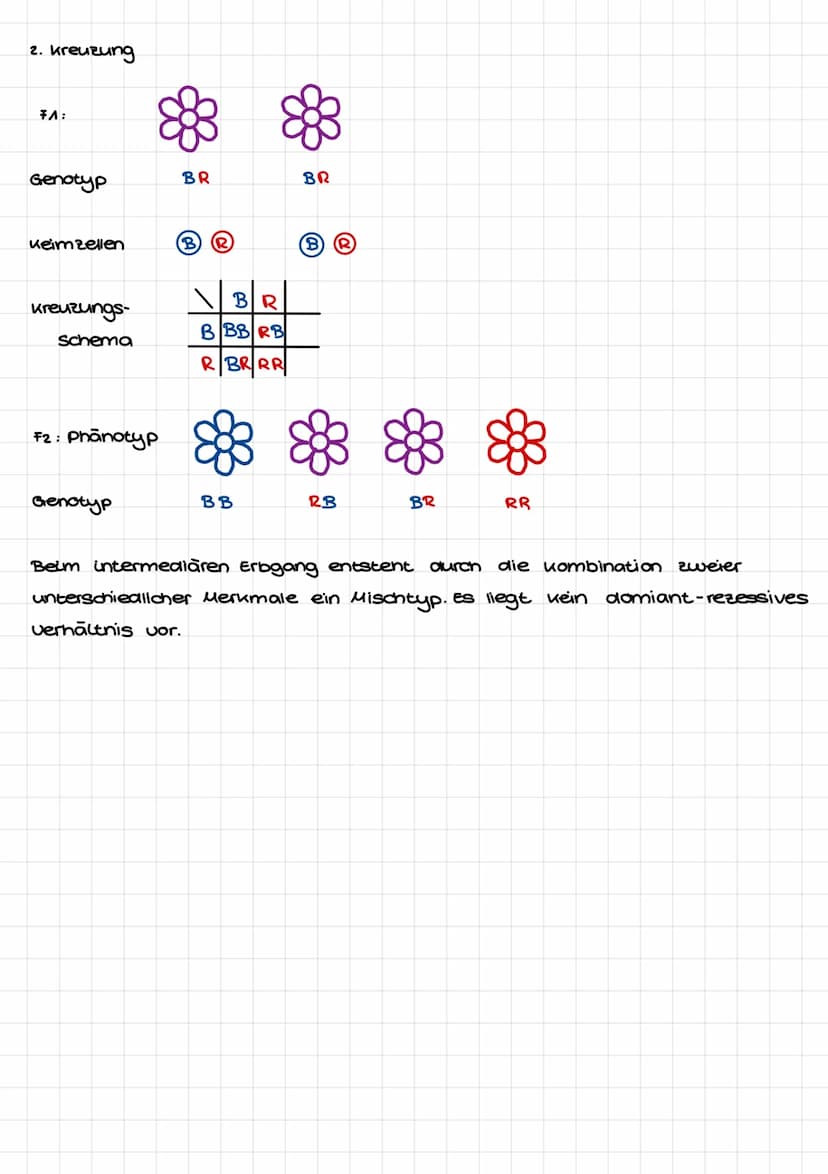 Mendelsche Regeln
1. Mendelsche Regel:
Phänotyp:
P: Genotyp
Keimzellen:
FA :
Genotyp:
AA
Aa
2. Hendelsche Regel
Phānotyp:
P= FA
Genotyp:
Kei