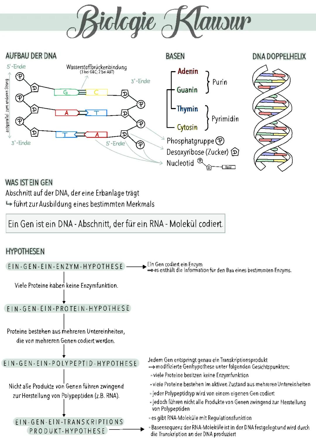 Einfach erklärt: Ein-Gen-ein-Enzym-Hypothese und die Struktur der DNA