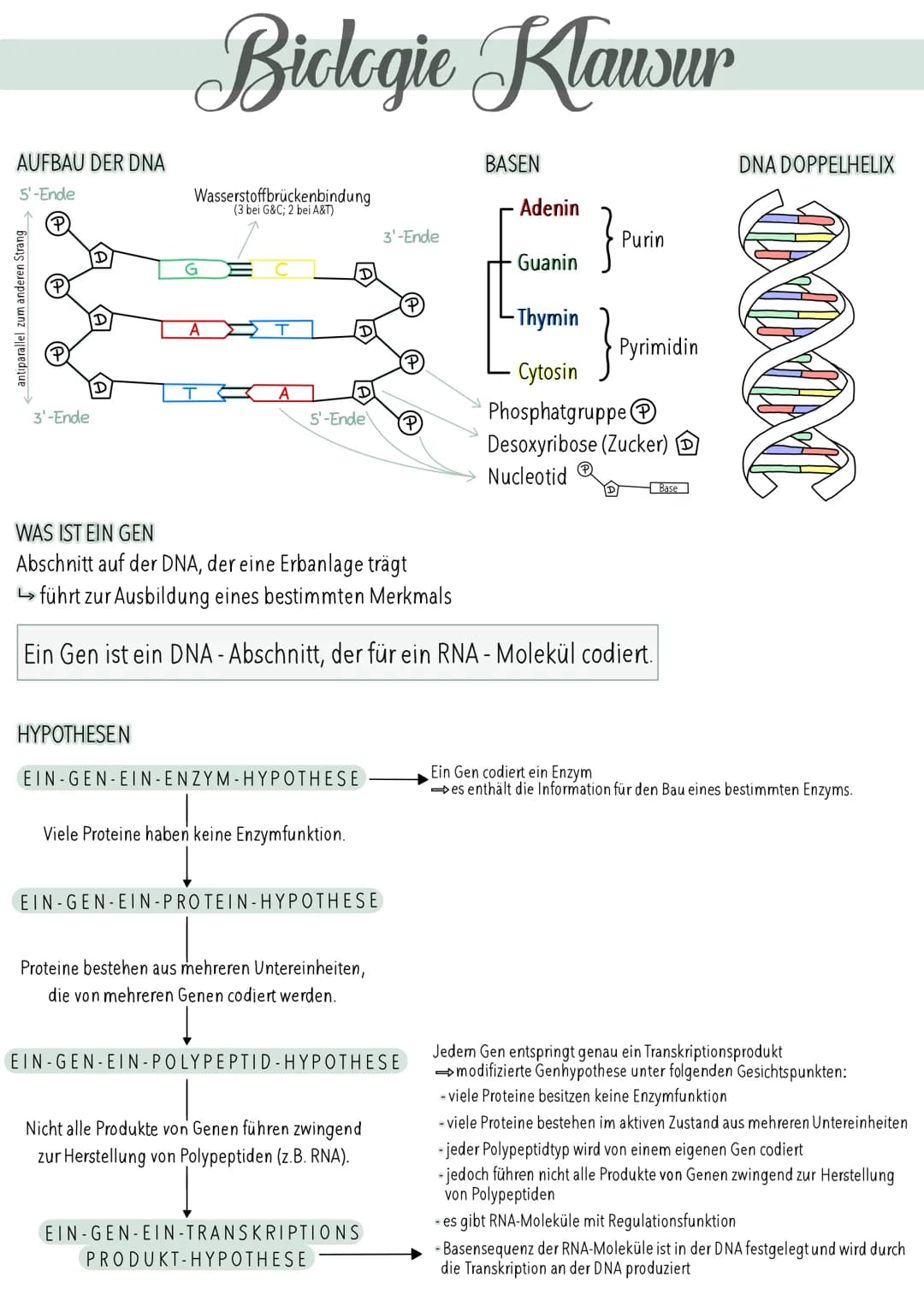 AUFBAU DER DNA
5'-Ende
antiparallel zum anderen Strang
3'-Ende
D
HYPOTHESEN
Wasserstoffbrückenbindung
(3 bei G&C; 2 bei A&T)
G
Biologie Klau