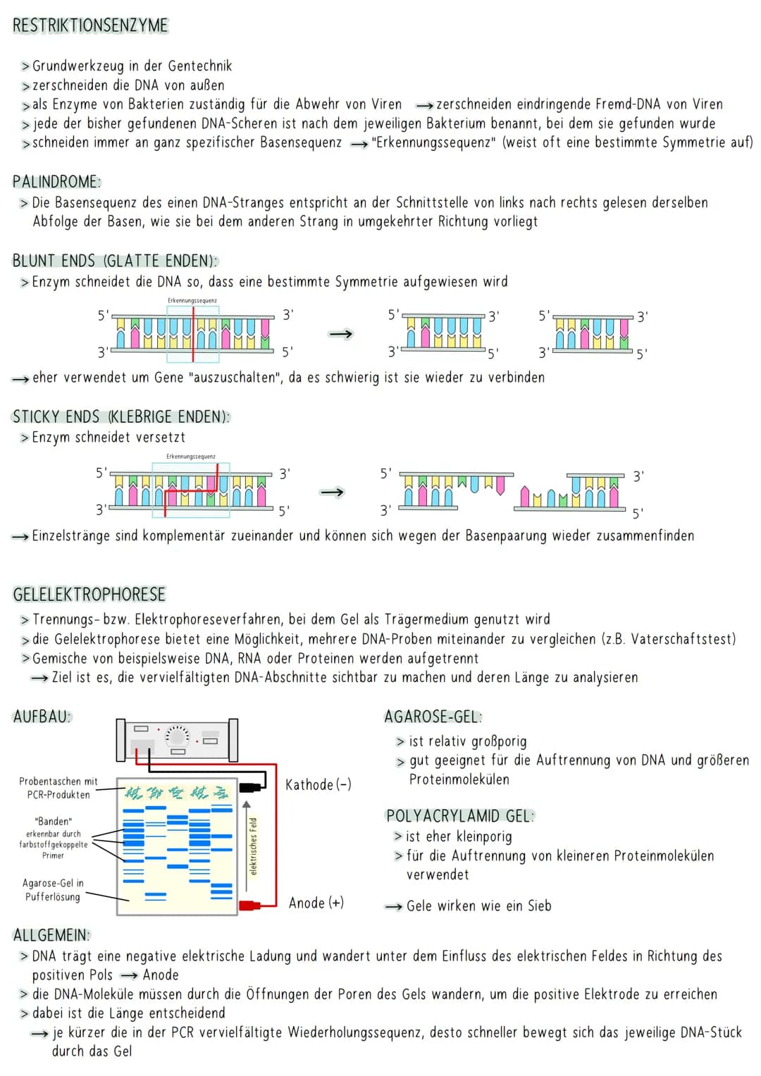 AUFBAU DER DNA
5'-Ende
antiparallel zum anderen Strang
3'-Ende
D
HYPOTHESEN
Wasserstoffbrückenbindung
(3 bei G&C; 2 bei A&T)
G
Biologie Klau