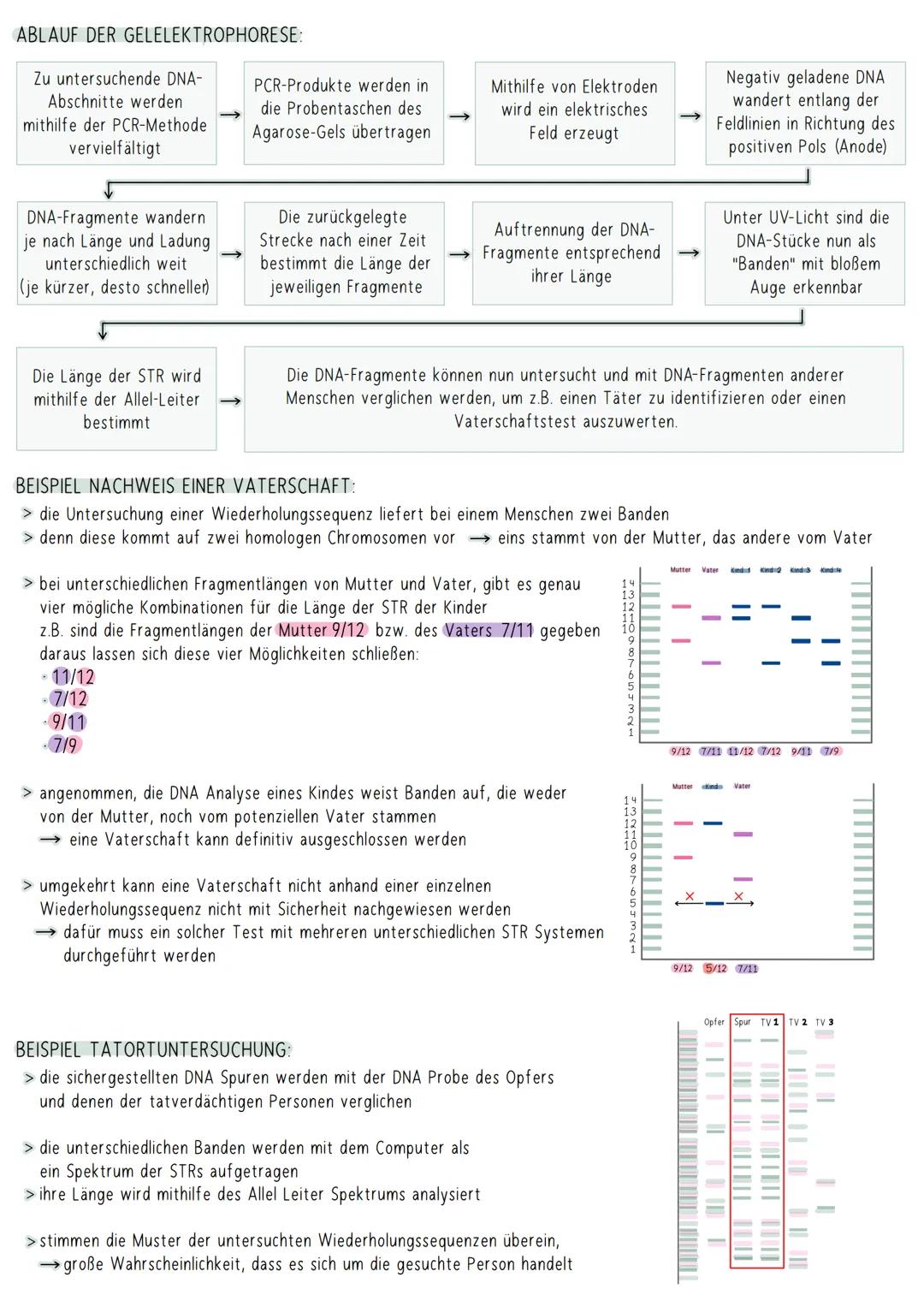 AUFBAU DER DNA
5'-Ende
antiparallel zum anderen Strang
3'-Ende
D
HYPOTHESEN
Wasserstoffbrückenbindung
(3 bei G&C; 2 bei A&T)
G
Biologie Klau