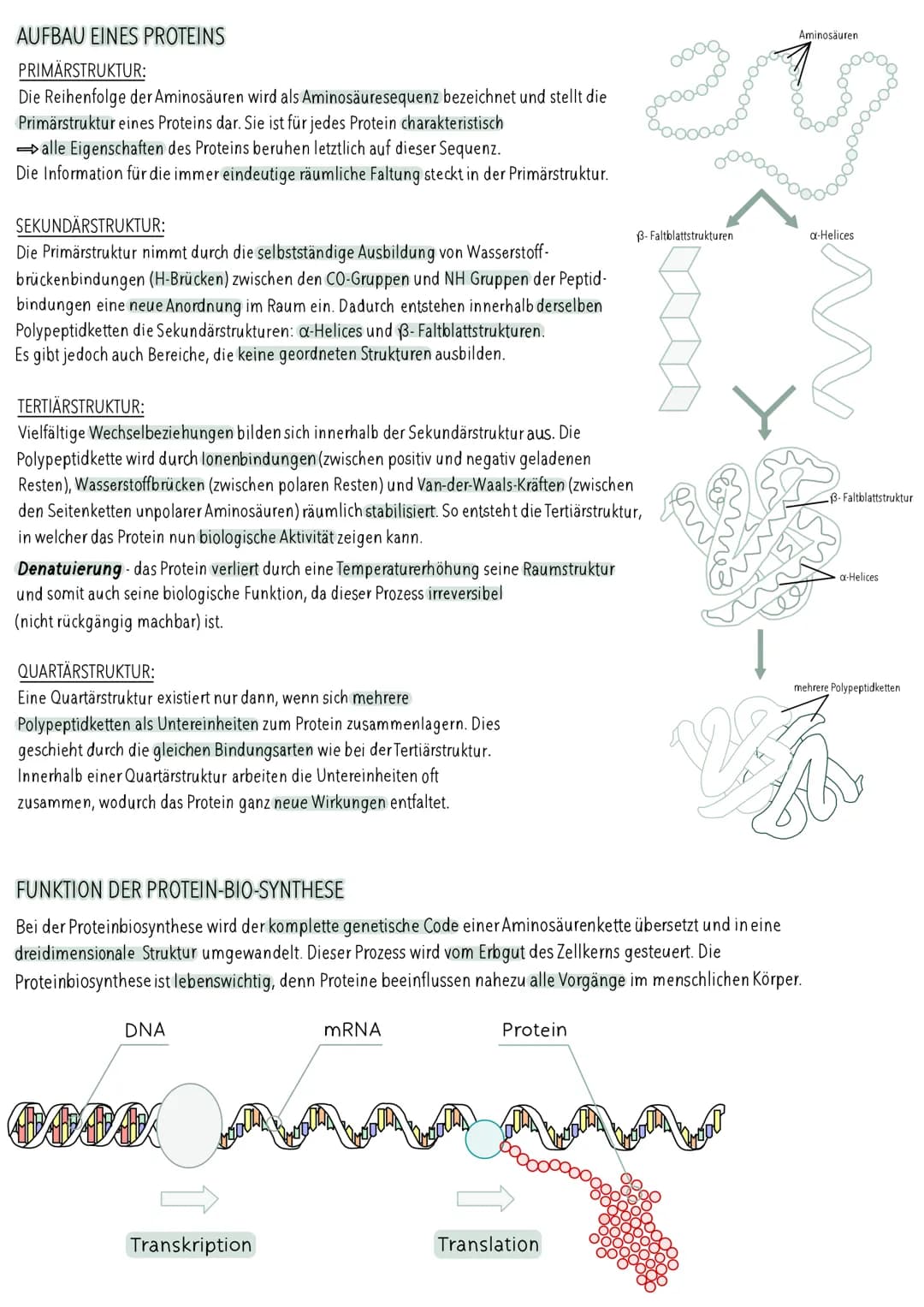 AUFBAU DER DNA
5'-Ende
antiparallel zum anderen Strang
3'-Ende
D
HYPOTHESEN
Wasserstoffbrückenbindung
(3 bei G&C; 2 bei A&T)
G
Biologie Klau