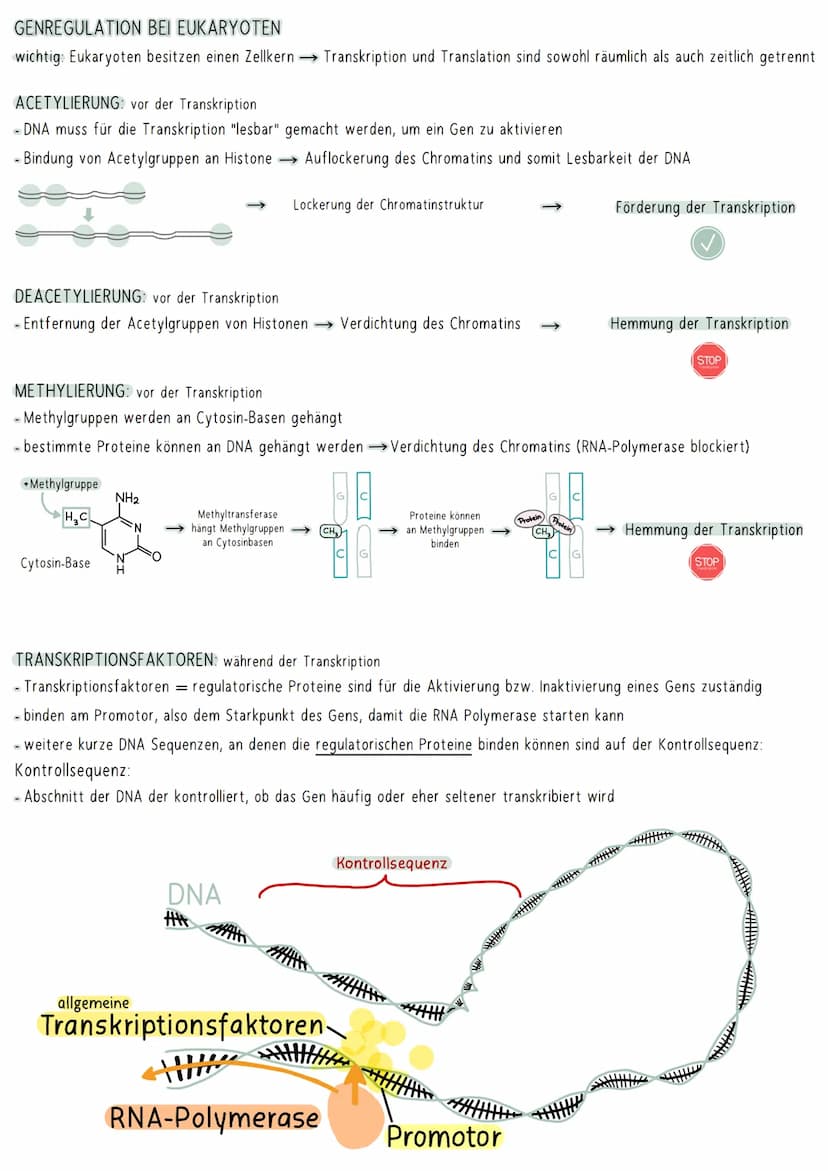 AUFBAU DER DNA
5'-Ende
antiparallel zum anderen Strang
3'-Ende
D
HYPOTHESEN
Wasserstoffbrückenbindung
(3 bei G&C; 2 bei A&T)
G
Biologie Klau