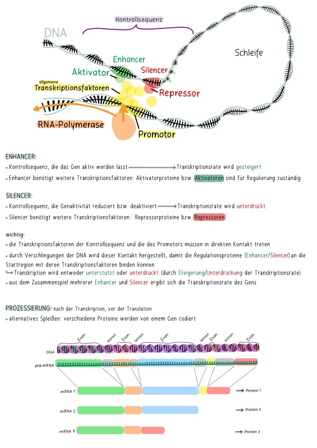 AUFBAU DER DNA
5'-Ende
antiparallel zum anderen Strang
3'-Ende
D
HYPOTHESEN
Wasserstoffbrückenbindung
(3 bei G&C; 2 bei A&T)
G
Biologie Klau