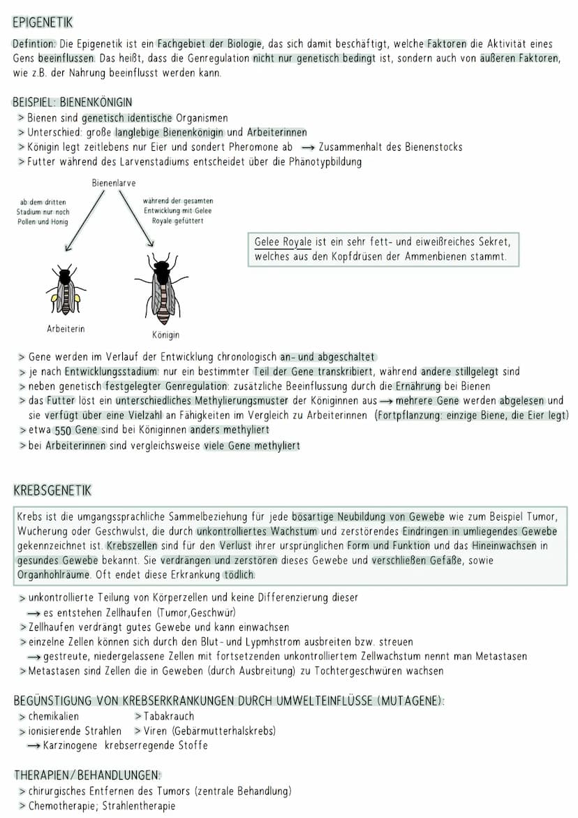 AUFBAU DER DNA
5'-Ende
antiparallel zum anderen Strang
3'-Ende
D
HYPOTHESEN
Wasserstoffbrückenbindung
(3 bei G&C; 2 bei A&T)
G
Biologie Klau
