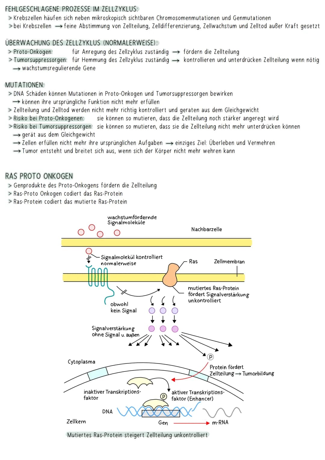 AUFBAU DER DNA
5'-Ende
antiparallel zum anderen Strang
3'-Ende
D
HYPOTHESEN
Wasserstoffbrückenbindung
(3 bei G&C; 2 bei A&T)
G
Biologie Klau