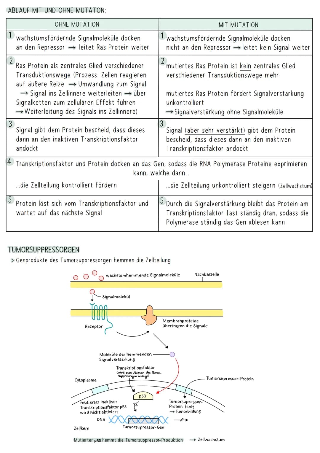 AUFBAU DER DNA
5'-Ende
antiparallel zum anderen Strang
3'-Ende
D
HYPOTHESEN
Wasserstoffbrückenbindung
(3 bei G&C; 2 bei A&T)
G
Biologie Klau