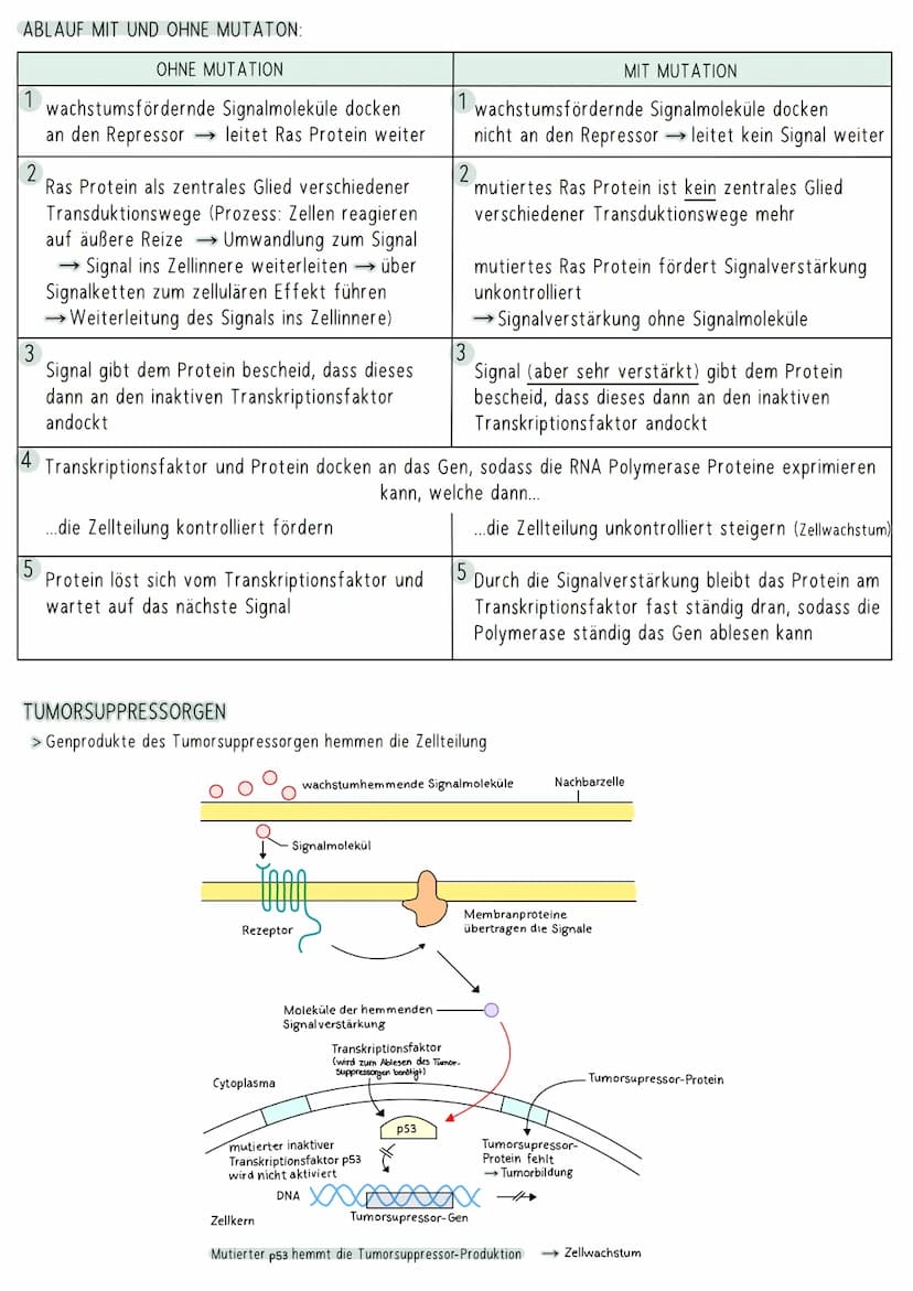 AUFBAU DER DNA
5'-Ende
antiparallel zum anderen Strang
3'-Ende
D
HYPOTHESEN
Wasserstoffbrückenbindung
(3 bei G&C; 2 bei A&T)
G
Biologie Klau