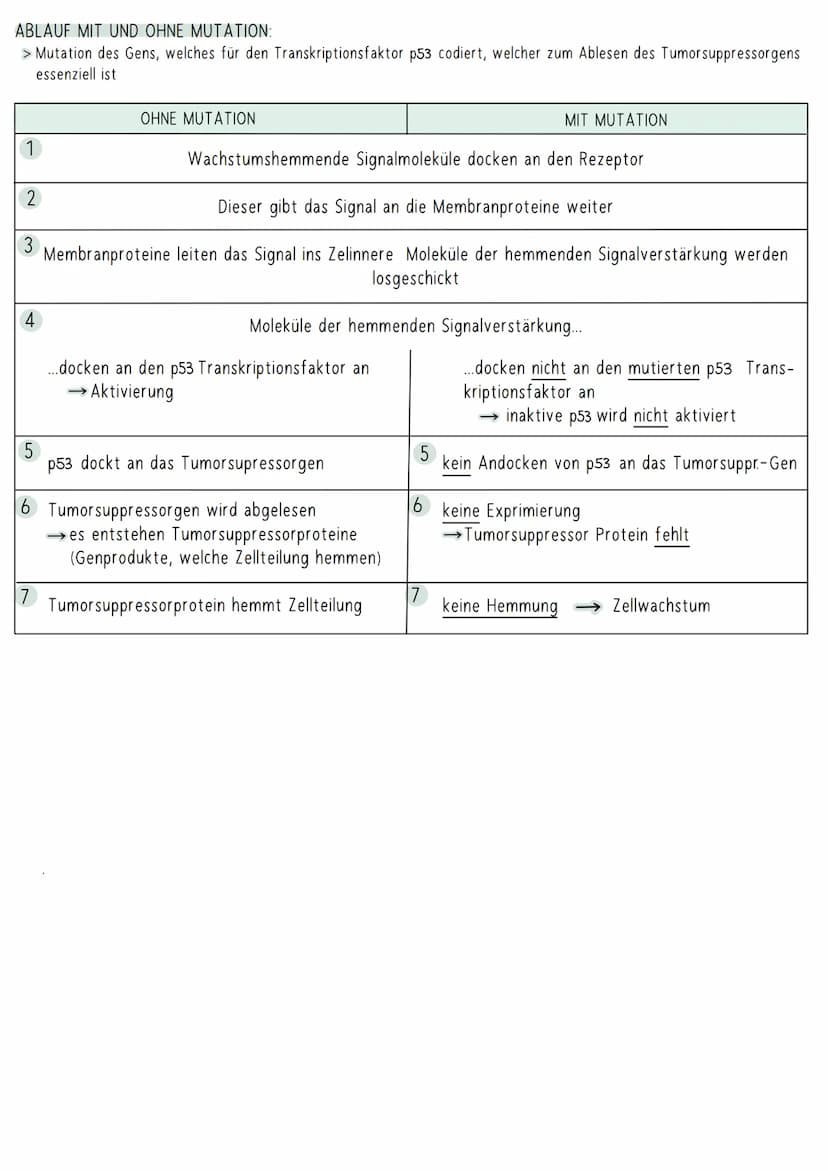 AUFBAU DER DNA
5'-Ende
antiparallel zum anderen Strang
3'-Ende
D
HYPOTHESEN
Wasserstoffbrückenbindung
(3 bei G&C; 2 bei A&T)
G
Biologie Klau