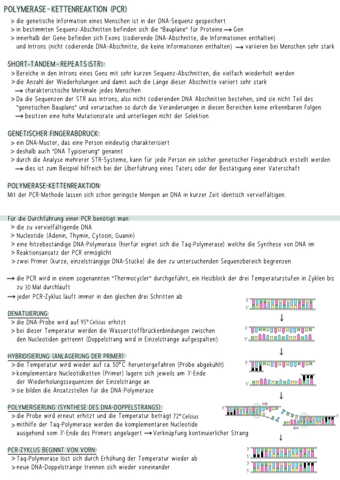 AUFBAU DER DNA
5'-Ende
antiparallel zum anderen Strang
3'-Ende
D
HYPOTHESEN
Wasserstoffbrückenbindung
(3 bei G&C; 2 bei A&T)
G
Biologie Klau