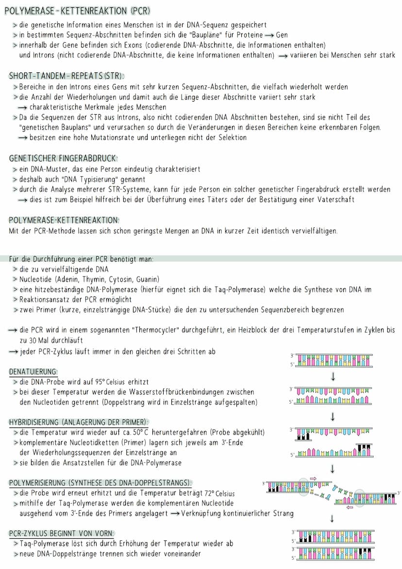 AUFBAU DER DNA
5'-Ende
antiparallel zum anderen Strang
3'-Ende
D
HYPOTHESEN
Wasserstoffbrückenbindung
(3 bei G&C; 2 bei A&T)
G
Biologie Klau