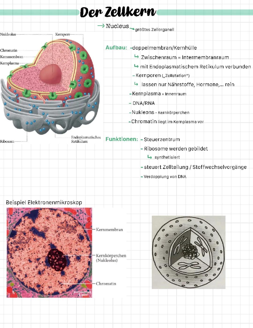zellbestandteile/ organellen 