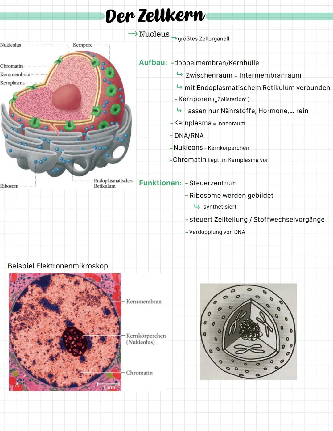 Nukleolus-
Chromatin
Kernmembran
Kernplasma-
Ribosom-
Kernpore-
Der Zellkern
Beispiel Elektronenmikroskop
-> Nucleus
Jum
Aufbau: -doppelmemb
