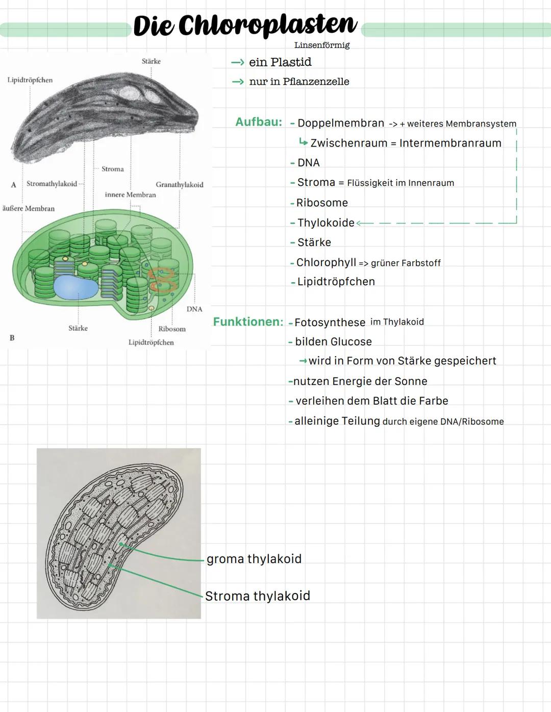 Nukleolus-
Chromatin
Kernmembran
Kernplasma-
Ribosom-
Kernpore-
Der Zellkern
Beispiel Elektronenmikroskop
-> Nucleus
Jum
Aufbau: -doppelmemb