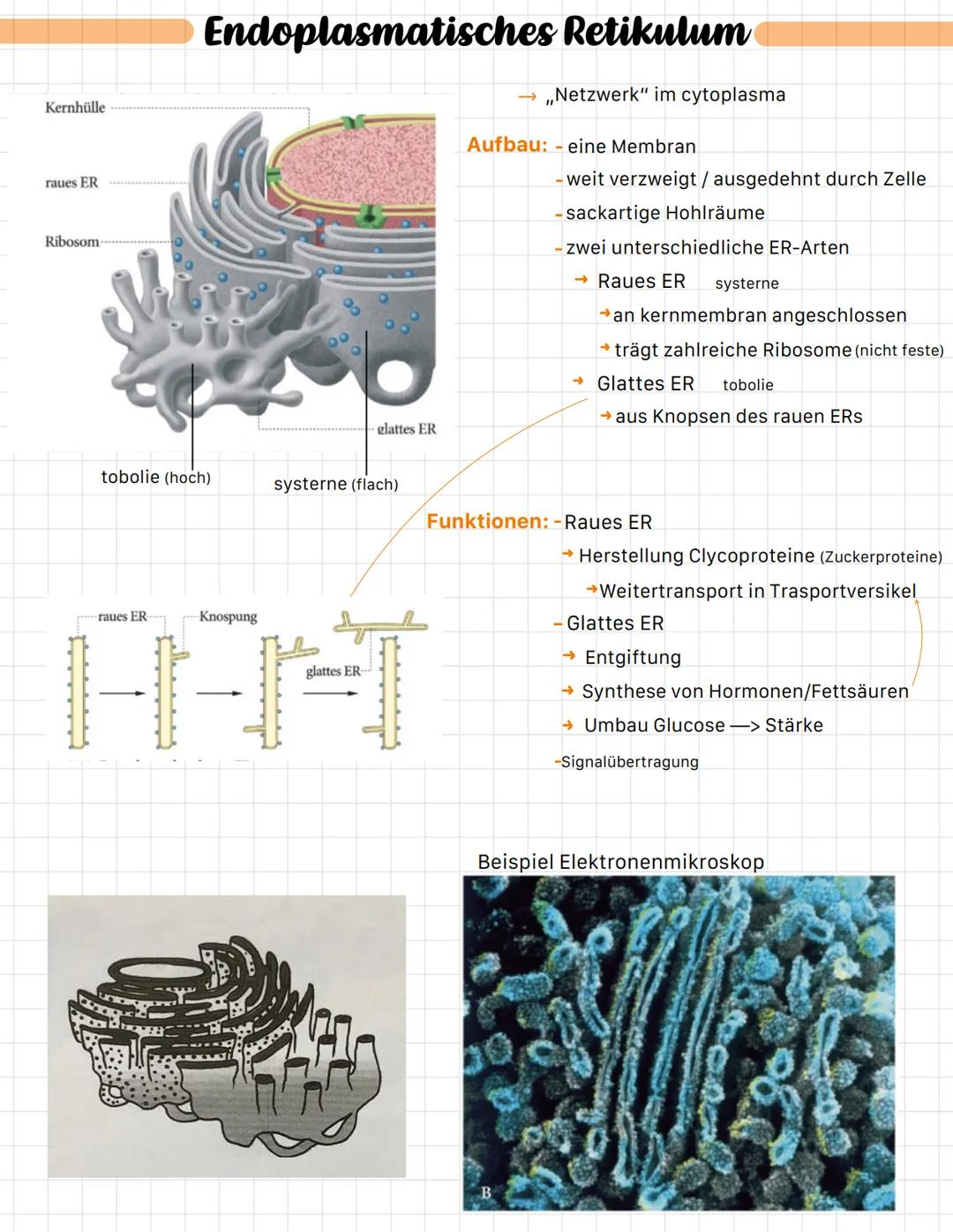 Nukleolus-
Chromatin
Kernmembran
Kernplasma-
Ribosom-
Kernpore-
Der Zellkern
Beispiel Elektronenmikroskop
-> Nucleus
Jum
Aufbau: -doppelmemb