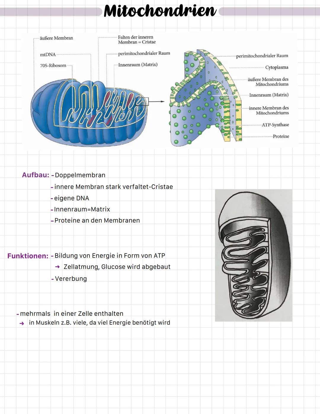 Nukleolus-
Chromatin
Kernmembran
Kernplasma-
Ribosom-
Kernpore-
Der Zellkern
Beispiel Elektronenmikroskop
-> Nucleus
Jum
Aufbau: -doppelmemb