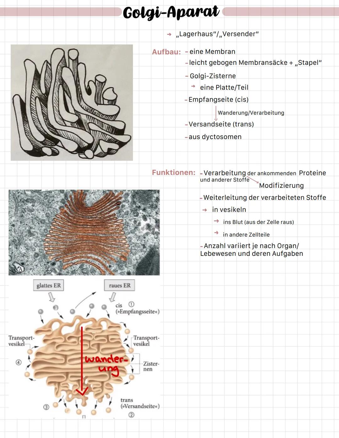 Nukleolus-
Chromatin
Kernmembran
Kernplasma-
Ribosom-
Kernpore-
Der Zellkern
Beispiel Elektronenmikroskop
-> Nucleus
Jum
Aufbau: -doppelmemb