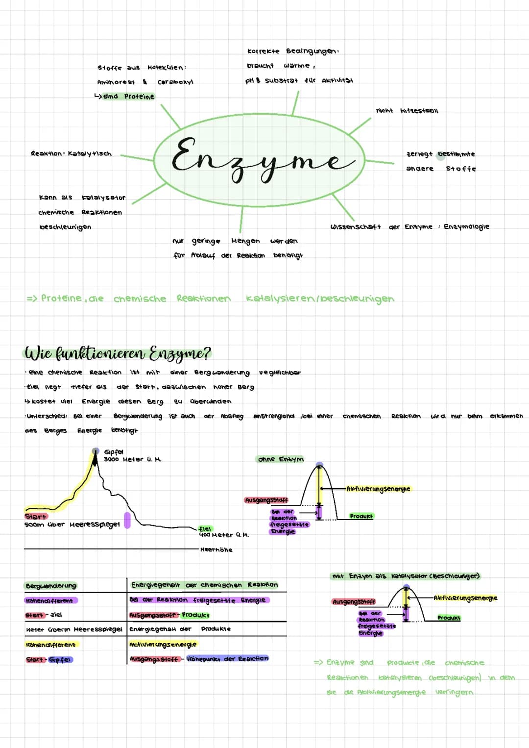 Was sind Enzyme? Entdecke den Enzym-Substrat-Komplex und die Funktionen von Proteinen
