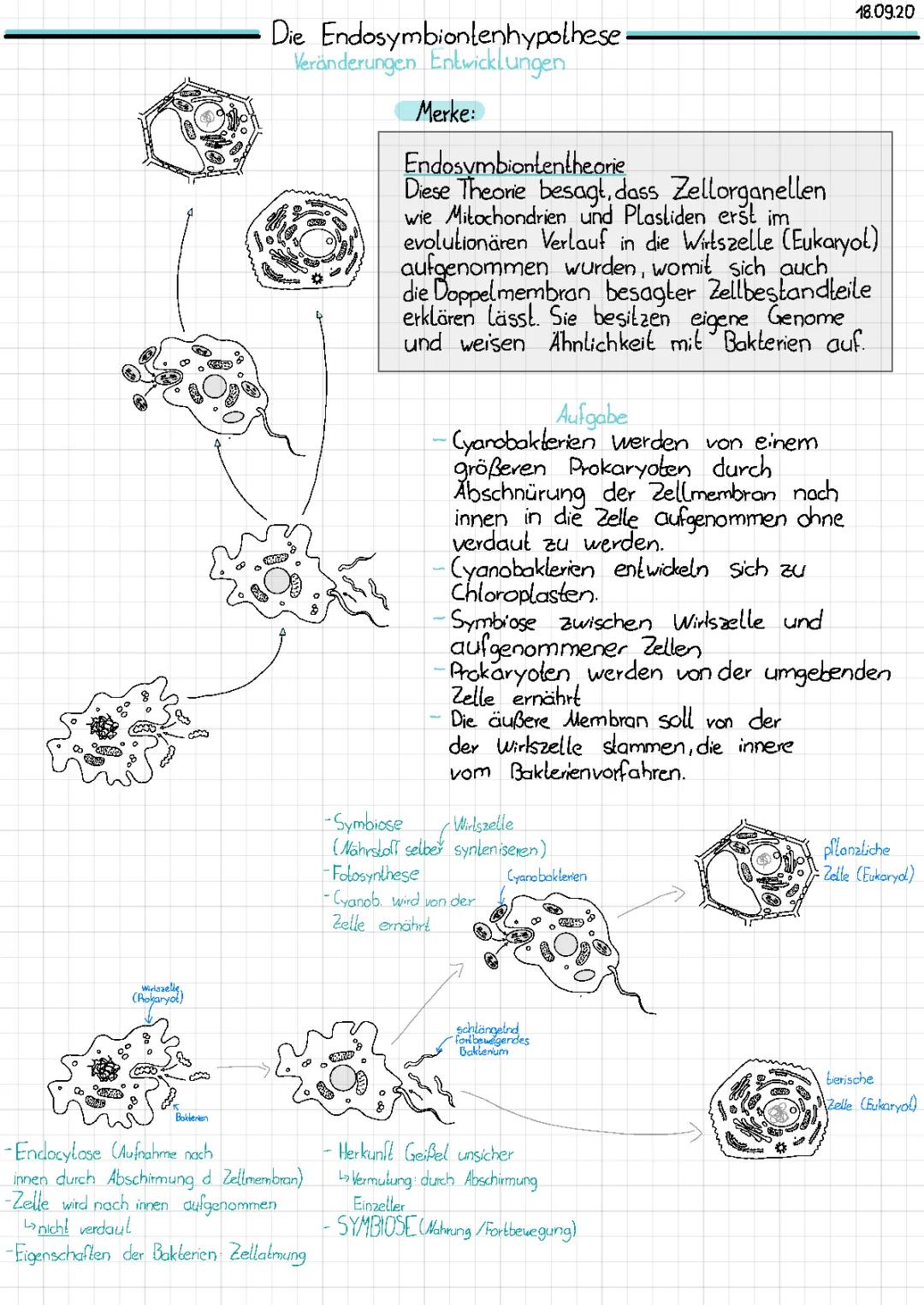 Endosymbiontentheorie Einfach Erklärt für Kinder - Beispiele und PDF