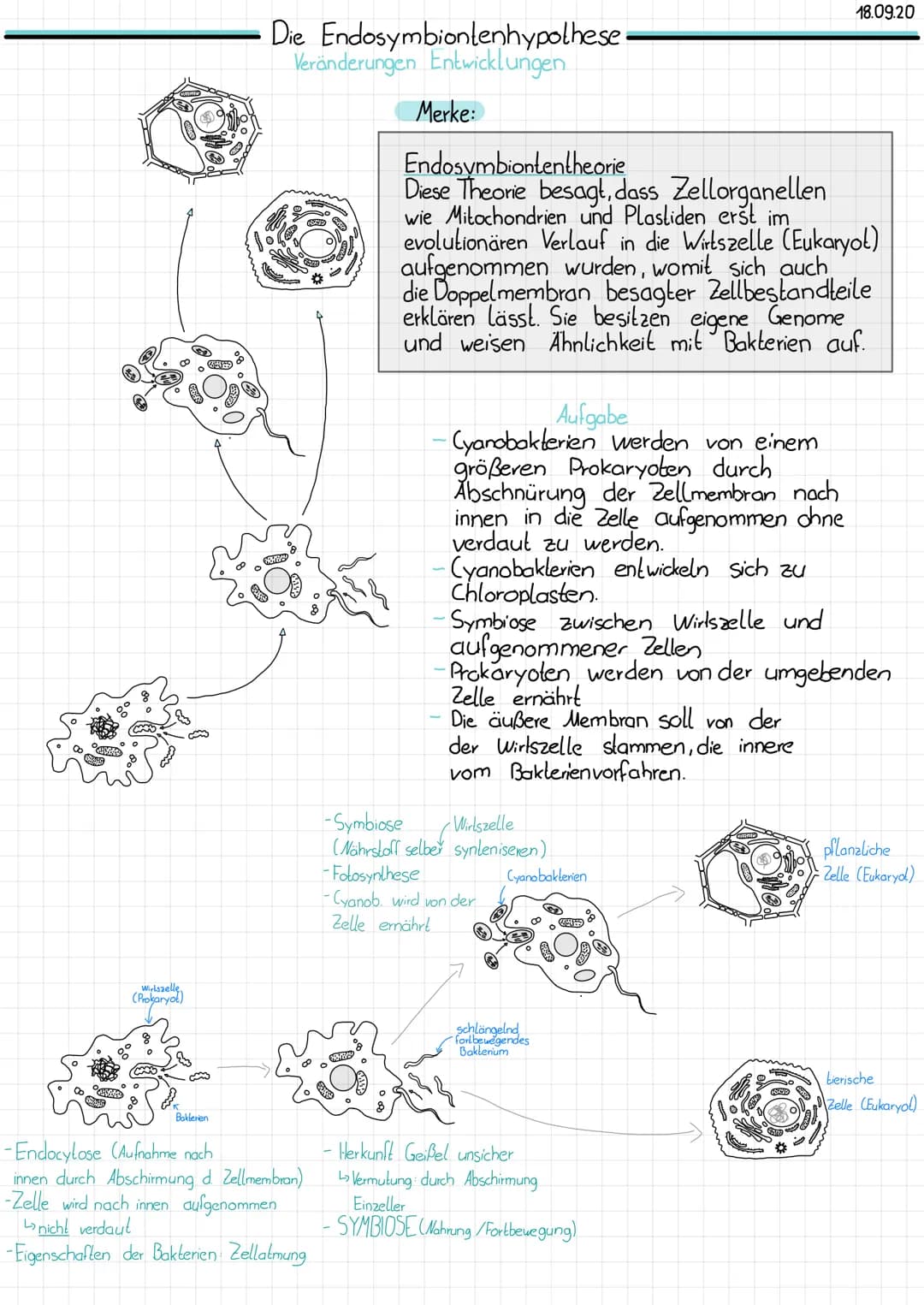 Wirlszelle
(Prokaryot)
CHE
Bakterien
Die Endosymbiontenhypothese
Veränderungen Entwicklungen
HAVE
-Endocytose (Aufnahme nach
innen durch Abs