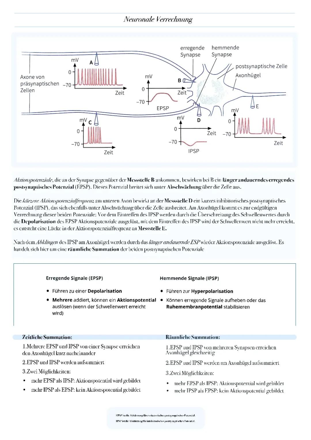 Neuronale Verrechnung und Aktionspotential einfach erklärt