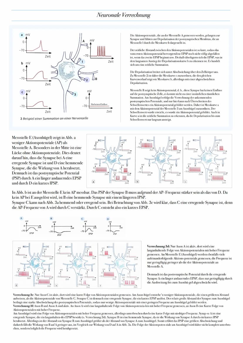 0-
Axone von
präsynaptischen -70-
Zellen
mv
mv
0-
-70
●
●
A
Zeit
Neuronale Verrechnung
Zeit
0
-70
mV
Zeitliche Summation:
1. Mehrere EPSP un