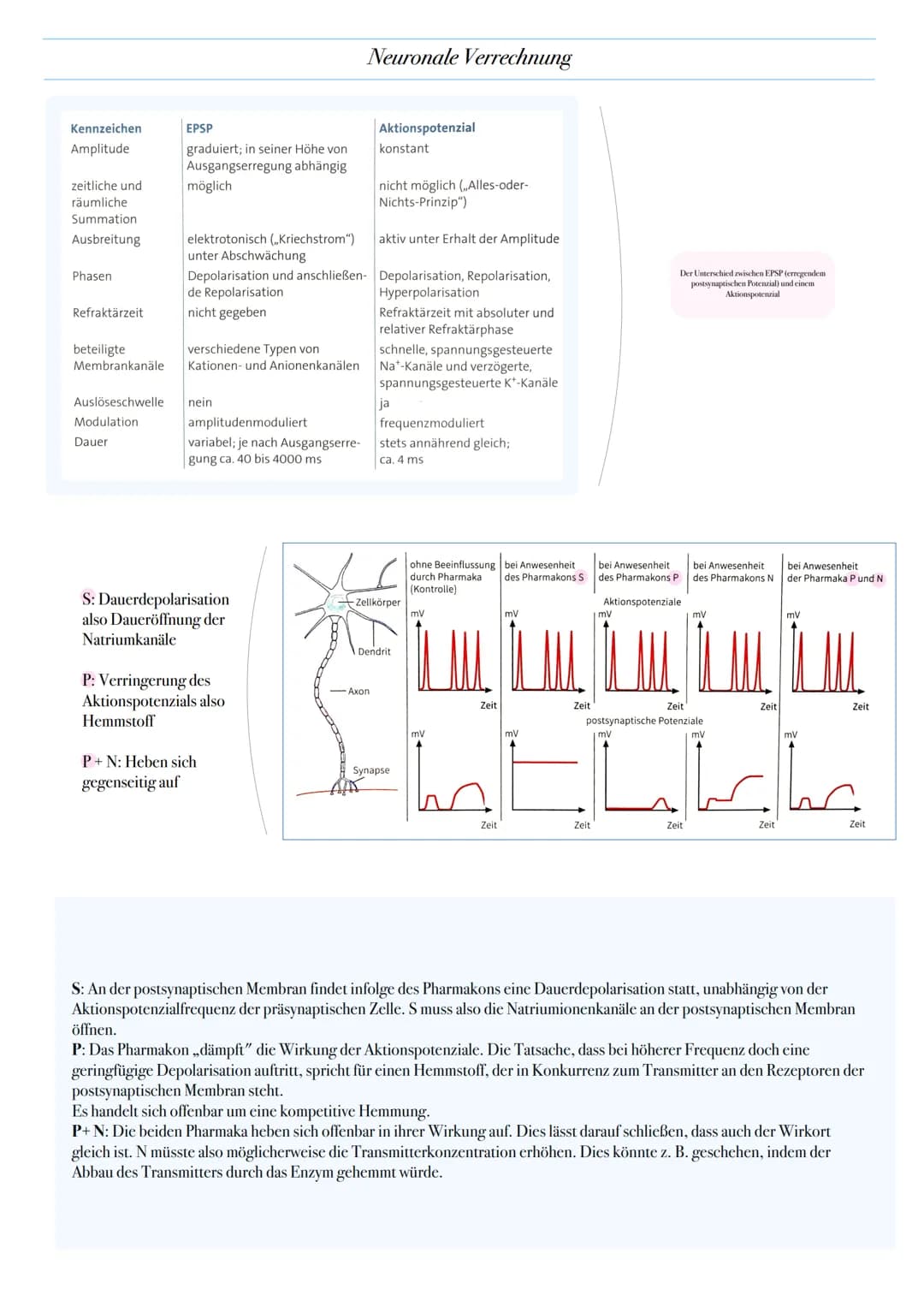 0-
Axone von
präsynaptischen -70-
Zellen
mv
mv
0-
-70
●
●
A
Zeit
Neuronale Verrechnung
Zeit
0
-70
mV
Zeitliche Summation:
1. Mehrere EPSP un