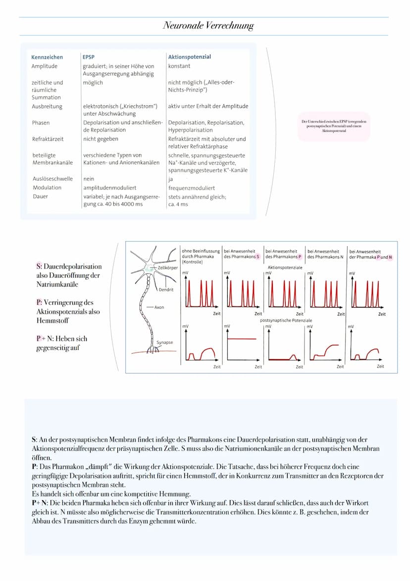 0-
Axone von
präsynaptischen -70-
Zellen
mv
mv
0-
-70
●
●
A
Zeit
Neuronale Verrechnung
Zeit
0
-70
mV
Zeitliche Summation:
1. Mehrere EPSP un