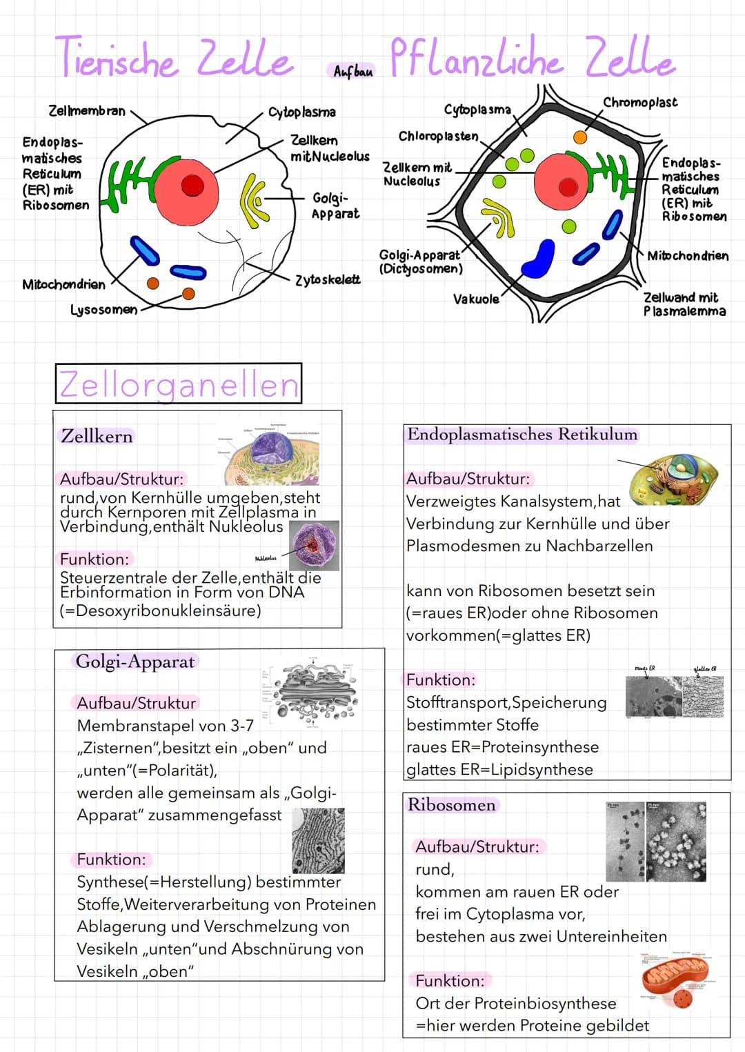 Tierische Zelle
Zellmembran
Endoplas-
matisches
Reticulum
(ER) mit
Ribosomen
Mitochondrien
Lysosomen
Zellkern
Zellorganellen
Cytoplasma
Zell