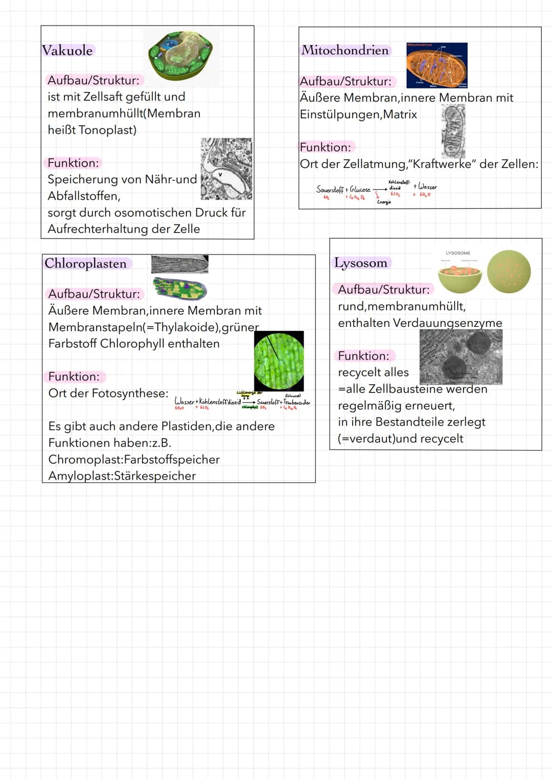 Tierische Zelle
Zellmembran
Endoplas-
matisches
Reticulum
(ER) mit
Ribosomen
Mitochondrien
Lysosomen
Zellkern
Zellorganellen
Cytoplasma
Zell