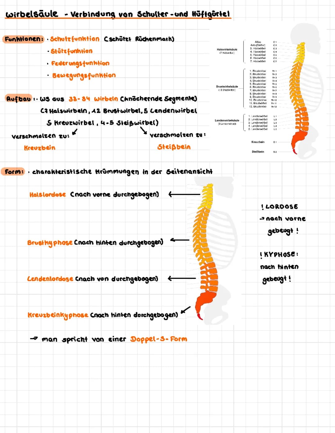 Wirbelsäule: Aufbau Funktion etc