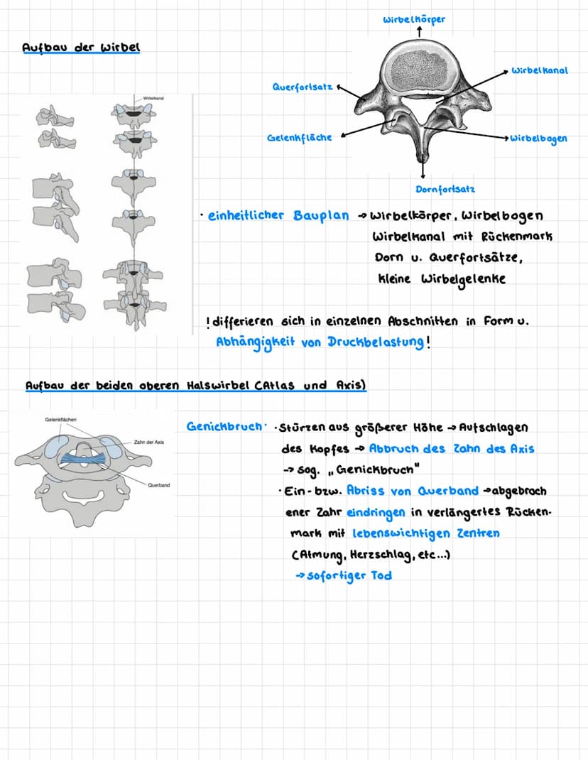 wirbelsäule - Verbindung von Schulter- und Hüftgürtel
Funktionen: Schutzfunktion Cschützt Rückenmark)
•Stützfunktion
Federungsfunktion
• Bew