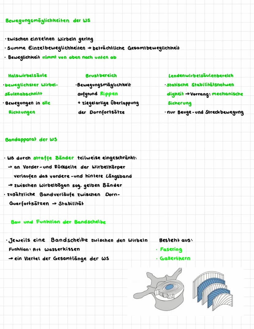 wirbelsäule - Verbindung von Schulter- und Hüftgürtel
Funktionen: Schutzfunktion Cschützt Rückenmark)
•Stützfunktion
Federungsfunktion
• Bew