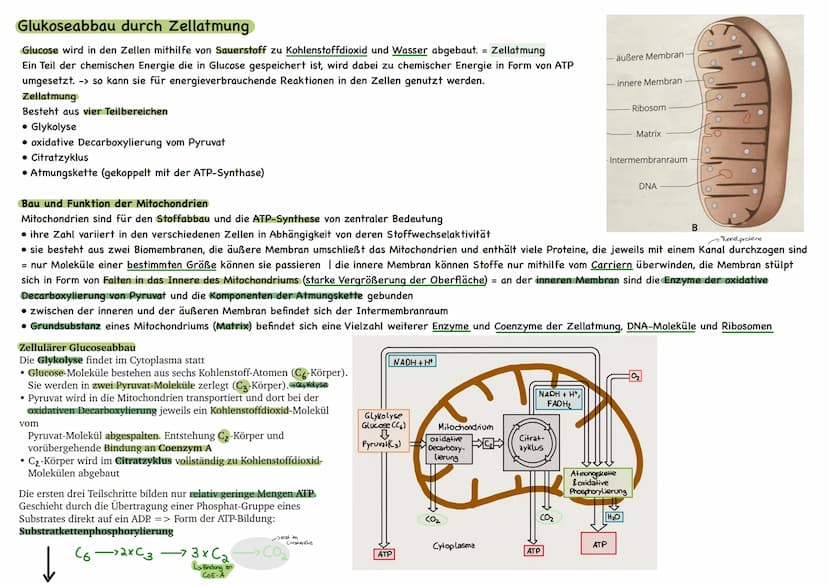 
<p>Der erste Reaktionsschritt findet in einem Multienzym-Komplex statt, der sich an der Inneren Mitochondrienmembran befindet. Dabei wird v