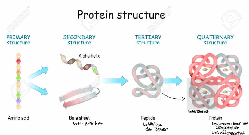 
<p>Der erste Reaktionsschritt findet in einem Multienzym-Komplex statt, der sich an der Inneren Mitochondrienmembran befindet. Dabei wird v