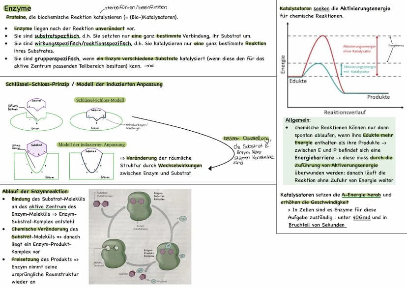 
<p>Der erste Reaktionsschritt findet in einem Multienzym-Komplex statt, der sich an der Inneren Mitochondrienmembran befindet. Dabei wird v