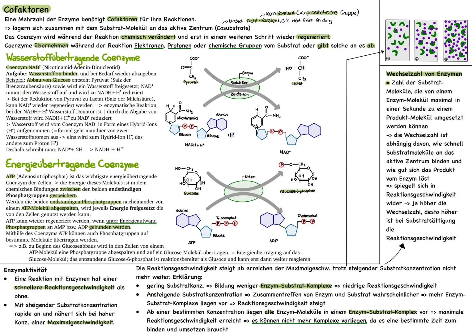 
<p>Der erste Reaktionsschritt findet in einem Multienzym-Komplex statt, der sich an der Inneren Mitochondrienmembran befindet. Dabei wird v