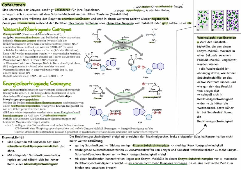 
<p>Der erste Reaktionsschritt findet in einem Multienzym-Komplex statt, der sich an der Inneren Mitochondrienmembran befindet. Dabei wird v